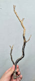 36cms GOLDEN BLACK CORAL PERU NATURAL BRANCH SEA GENUINE VB40