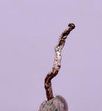 0.9cms NATIVE SILVER WIRE PERU UCHUCCHACUA MINE MINERAL SPECIMEN HB366a)