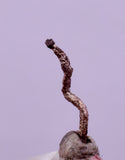0.9cms NATIVE SILVER WIRE PERU UCHUCCHACUA MINE MINERAL SPECIMEN HB366a)