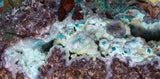 26.5cms DRUZY CHRYSOCOLLA QUARTZ CRYSTAL LILY MINE PERU 2000 YEAR DB310
