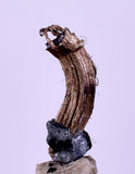0.8cms NATIVE SILVER WIRE PERU UCHUCCHACUA MINE MINERAL SPECIMEN HB298