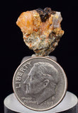 1.7cms UNIQUE NATIVE GOLD INCAS PERU QUARTZ CRYSTALS LB203