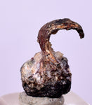 1.2cms NATIVE SILVER WIRE PERU UCHUCCHACUA MINE MINERAL SPECIMEN HB305