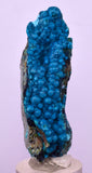 5.6cms CHRYSOCOLLA BOTRYOIDAL ON QUARTZ SHATTUCKITE TENTADORA MINE PERU CB245