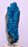5.6cms CHRYSOCOLLA BOTRYOIDAL ON QUARTZ SHATTUCKITE TENTADORA MINE PERU CB245