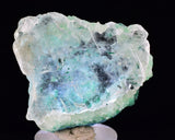 4cms GEM ATACAMITE INSIDE SELENITE CRYSTAL LILY MINE 2000 DISCOVERY PERU TB135