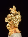 0.7cms UNIQUE NUGGET NATIVE GOLD PERU THUMBNAIL CRYSTAL MINERAL LB227