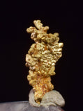0.7cms UNIQUE NUGGET NATIVE GOLD PERU THUMBNAIL CRYSTAL MINERAL LB227