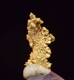0.7cms UNIQUE NUGGET NATIVE GOLD PERU THUMBNAIL CRYSTAL MINERAL LB227