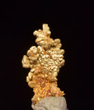 0.7cms UNIQUE NUGGET NATIVE GOLD PERU THUMBNAIL CRYSTAL MINERAL LB227