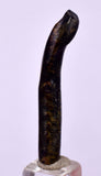3.9cms GOLDEN BLACK CORAL POLISHED PERU NATURAL JEWELRY PENDANT VB4