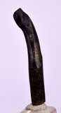 3.9cms GOLDEN BLACK CORAL POLISHED PERU NATURAL JEWELRY PENDANT VB4