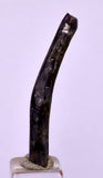3.2cms GOLDEN BLACK CORAL POLISHED PERU NATURAL JEWELRY PENDANT VB6