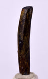 3.5cms GOLDEN BLACK CORAL POLISHED PERU NATURAL JEWELRY PENDANT VB15