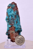 7.2cms QUARTZ CHRYSOCOLLA BOTRYOIDAL TENTADORA MINE PERU MINERAL SPECIMEN CB230
