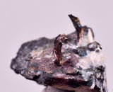 1.8cms NATIVE SILVER WIRE PERU UCHUCCHACUA MINE MINERAL SPECIMEN HB375