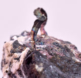 1.8cms NATIVE SILVER WIRE PERU UCHUCCHACUA MINE MINERAL SPECIMEN HB375