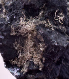 1.3cms NATIVE SILVER WIRE PERU UCHUCCHACUA MINE MINERAL SPECIMEN HB380