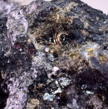 2.5cms NATIVE SILVER WIRE PERU UCHUCCHACUA MINE MINERAL SPECIMEN HB383
