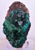 5.6cms DIOPTASE CRYSTALS CONGO EMERALD COLOR MINERAL SPECIMEN KB138