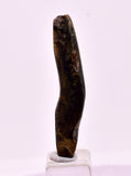 3.9cms GOLDEN BLACK CORAL POLISHED PERU NATURAL JEWELRY PENDANT VB33