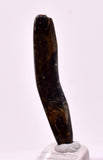 3.9cms GOLDEN BLACK CORAL POLISHED PERU NATURAL JEWELRY PENDANT VB33