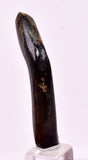 4.4cms GOLDEN BLACK CORAL POLISHED PERU NATURAL JEWELRY PENDANT VB35