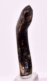 4.4cms GOLDEN BLACK CORAL POLISHED PERU NATURAL JEWELRY PENDANT VB35
