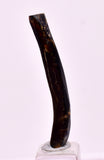 3.6cms GOLDEN BLACK CORAL POLISHED PERU NATURAL JEWELRY PENDANT VB37
