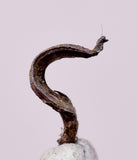 0.8cms NATIVE SILVER WIRE PERU UCHUCCHACUA MINE MINERAL SPECIMEN HB340