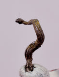 0.8cms NATIVE SILVER WIRE PERU UCHUCCHACUA MINE MINERAL SPECIMEN HB340