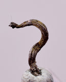 0.8cms NATIVE SILVER WIRE PERU UCHUCCHACUA MINE MINERAL SPECIMEN HB340