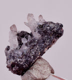 1.3cms PROUSTITE PYRARGIRITE RUBY SILVER PERU UCHUCCHACUA MINE HB318