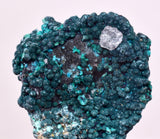 3.2cms QUARTZ CHRYSOCOLLA BOTRYOIDAL TENTADORA MINE PERU MINERAL SPECIMEN CB237