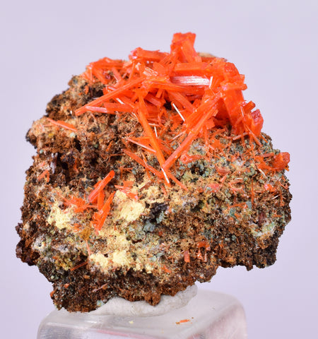 2cms GEM RED CROCOITE CRYSTALS CLUSTER MATRIX ADELAIDE MINE AUSTRALIA ZB46