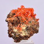 2cms GEM RED CROCOITE CRYSTALS CLUSTER MATRIX ADELAIDE MINE AUSTRALIA ZB46