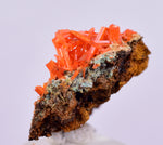 2cms GEM RED CROCOITE CRYSTALS CLUSTER MATRIX ADELAIDE MINE AUSTRALIA ZB46