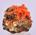 2cms GEM RED CROCOITE CRYSTALS CLUSTER MATRIX ADELAIDE MINE AUSTRALIA ZB46
