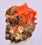 2cms GEM RED CROCOITE CRYSTALS CLUSTER MATRIX ADELAIDE MINE AUSTRALIA ZB46