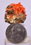 2cms GEM RED CROCOITE CRYSTALS CLUSTER MATRIX ADELAIDE MINE AUSTRALIA ZB46