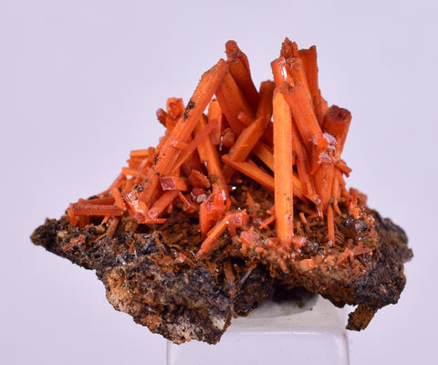 2.5cms GEM RED CROCOITE CRYSTALS CLUSTER MATRIX ADELAIDE MINE AUSTRALIA ZB47
