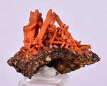 2.5cms GEM RED CROCOITE CRYSTALS CLUSTER MATRIX ADELAIDE MINE AUSTRALIA ZB47