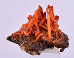 2.5cms GEM RED CROCOITE CRYSTALS CLUSTER MATRIX ADELAIDE MINE AUSTRALIA ZB47