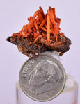 2.5cms GEM RED CROCOITE CRYSTALS CLUSTER MATRIX ADELAIDE MINE AUSTRALIA ZB47