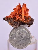 2.5cms GEM RED CROCOITE CRYSTALS CLUSTER MATRIX ADELAIDE MINE AUSTRALIA ZB47