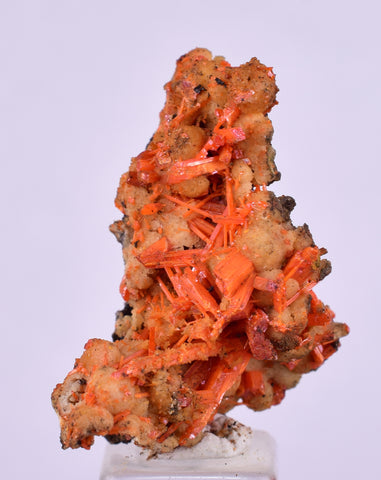 2.6cms GEM RED CROCOITE CRYSTALS CLUSTER MATRIX ADELAIDE MINE AUSTRALIA ZB48