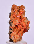 2.6cms GEM RED CROCOITE CRYSTALS CLUSTER MATRIX ADELAIDE MINE AUSTRALIA ZB48