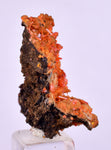 2.6cms GEM RED CROCOITE CRYSTALS CLUSTER MATRIX ADELAIDE MINE AUSTRALIA ZB48