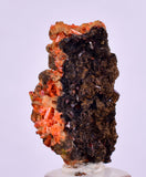 2.6cms GEM RED CROCOITE CRYSTALS CLUSTER MATRIX ADELAIDE MINE AUSTRALIA ZB48