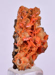 2.6cms GEM RED CROCOITE CRYSTALS CLUSTER MATRIX ADELAIDE MINE AUSTRALIA ZB48